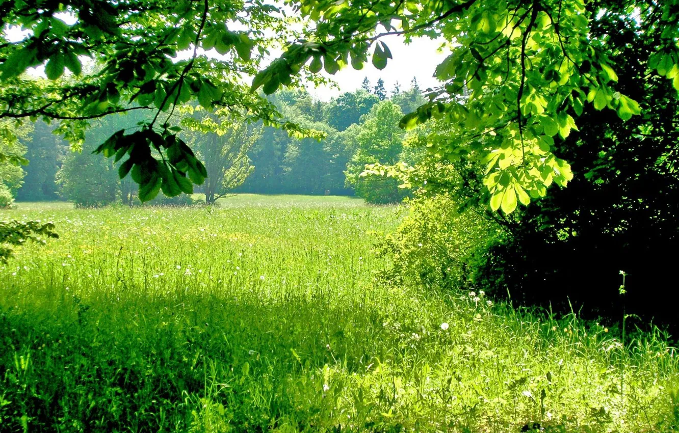 Фото обои зелень, лето, трава, деревья, тени, солнечный день