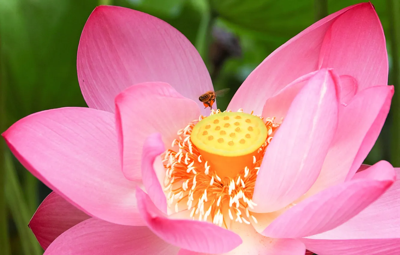 Фото обои цветок, макро, пчела, лепестки, лотос