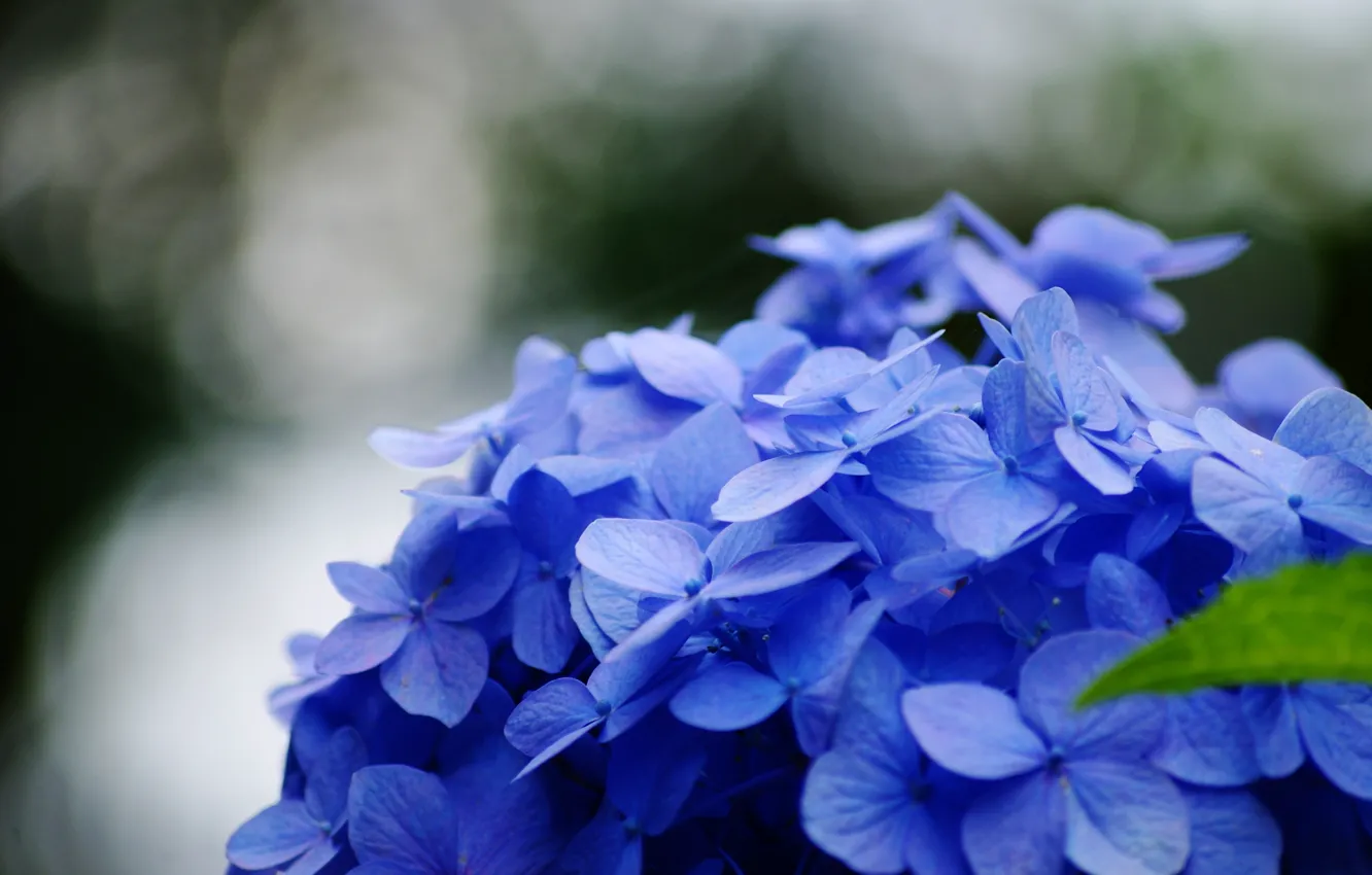 Фото обои цветок, макро, цветы, синий, зеленый, фон, голубой, widescreen