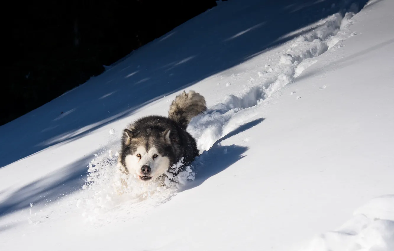 Фото обои Nature, Dog, Winter, Snow, White, Animal, Running dog