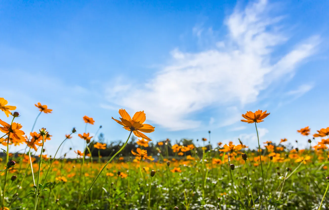 Фото обои поле, лето, небо, солнце, цветы, colorful, луг, summer