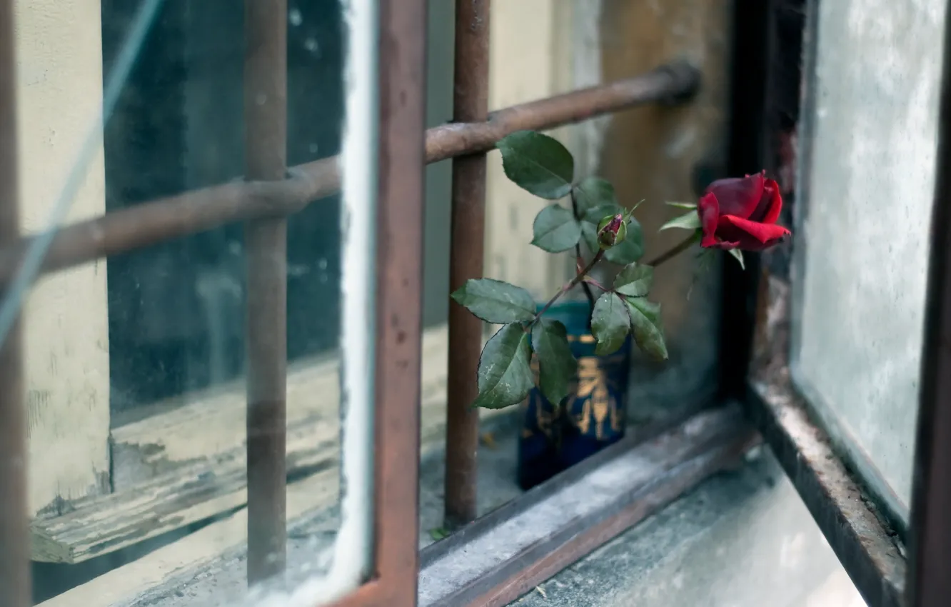Фото обои цветок, роза, окно