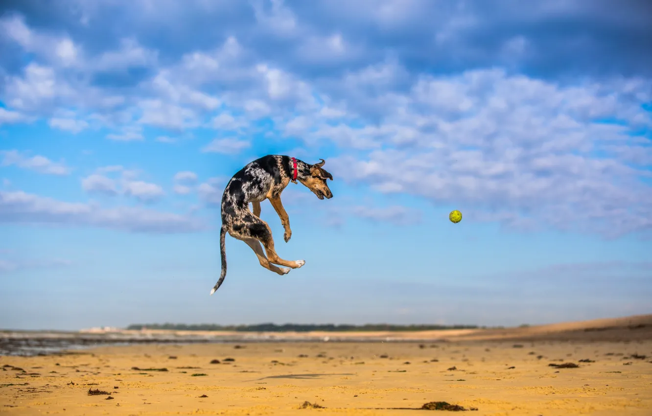 Фото обои игра, мяч, собака