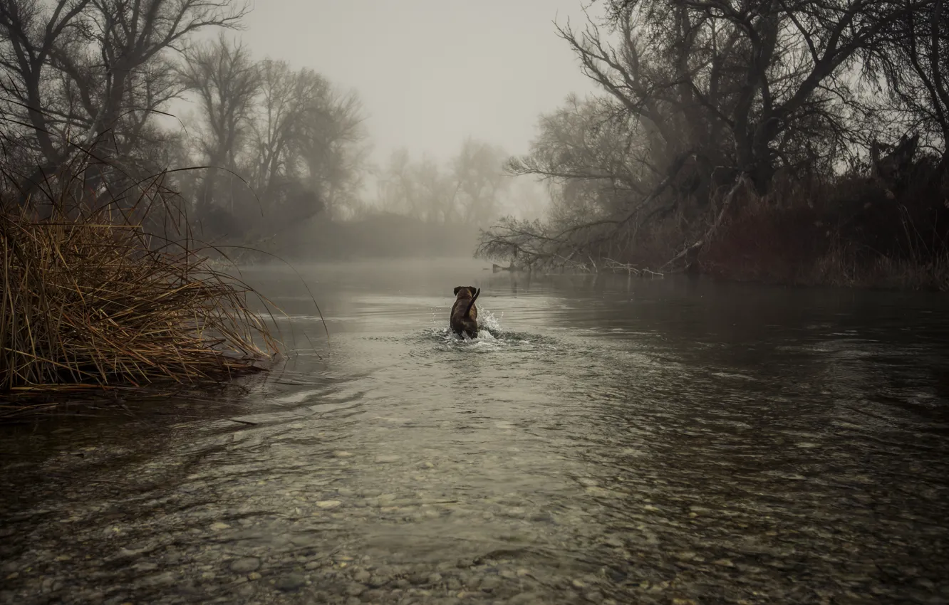 Фото обои деревья, туман, озеро, собака