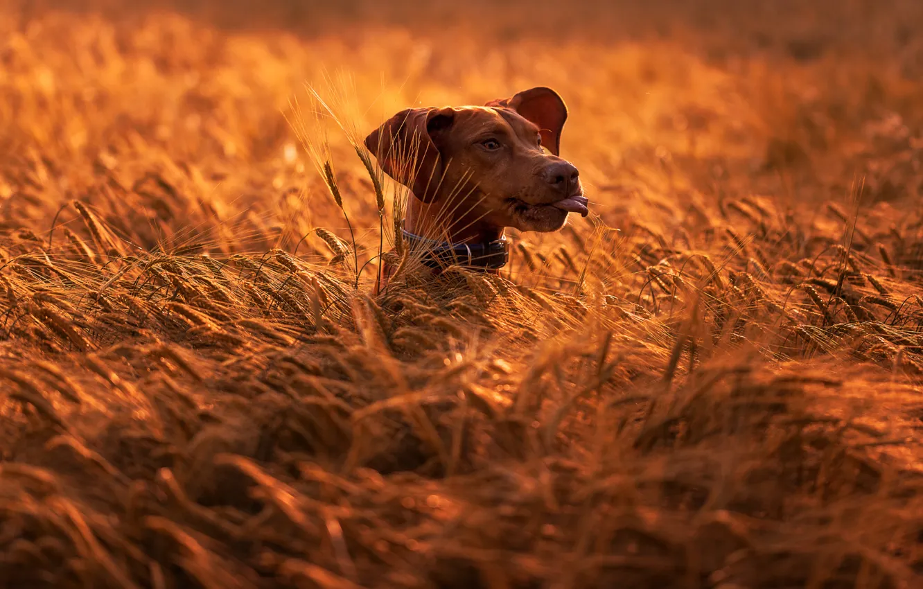 Фото обои поле, природа, животное, собака, голова, колосья, пёс
