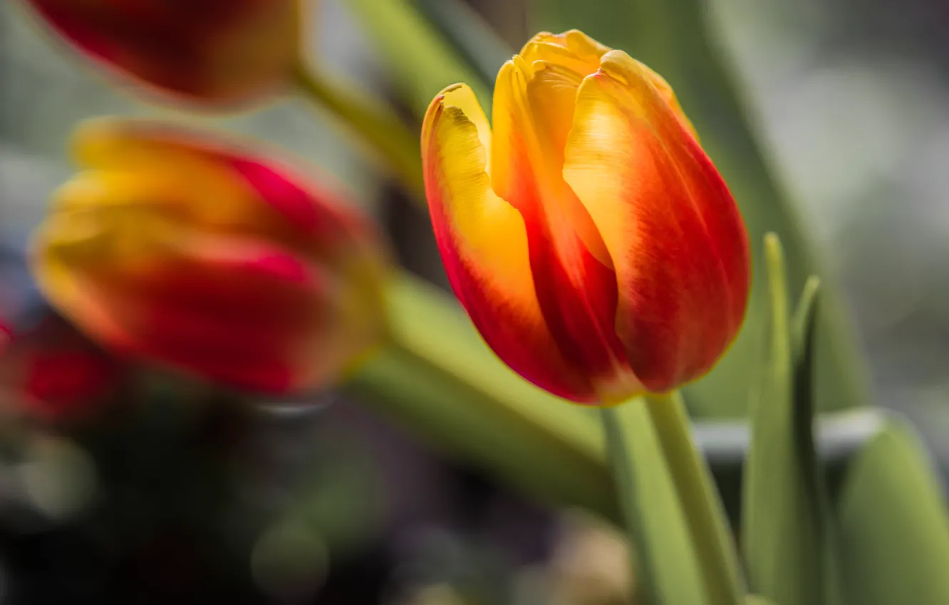 Фото обои цветок, макро, свет, оранжевый, тюльпан, бутон, огненный, боке