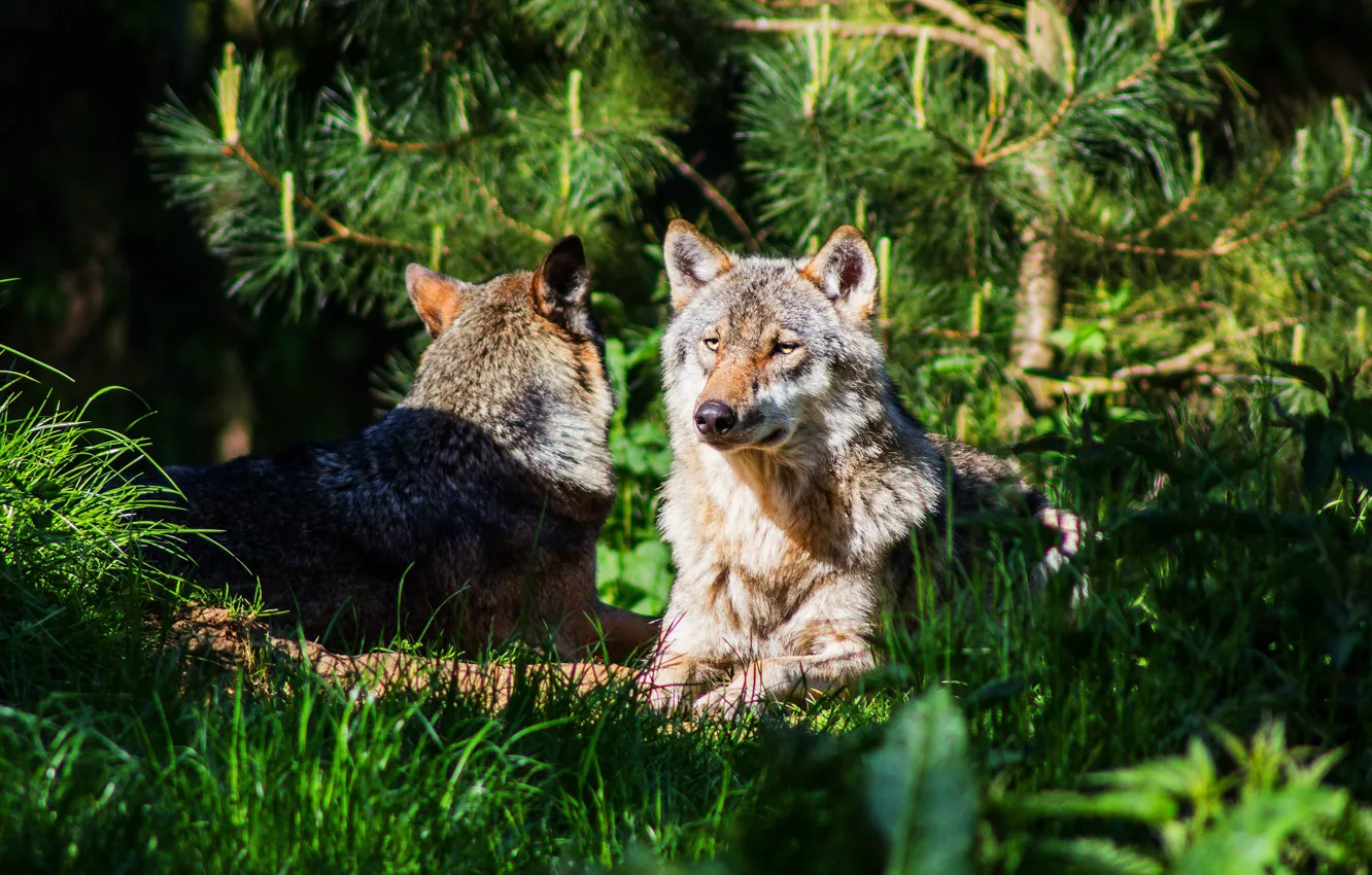 Фото обои морда, свет, природа, отдых, волк, волки, два волка