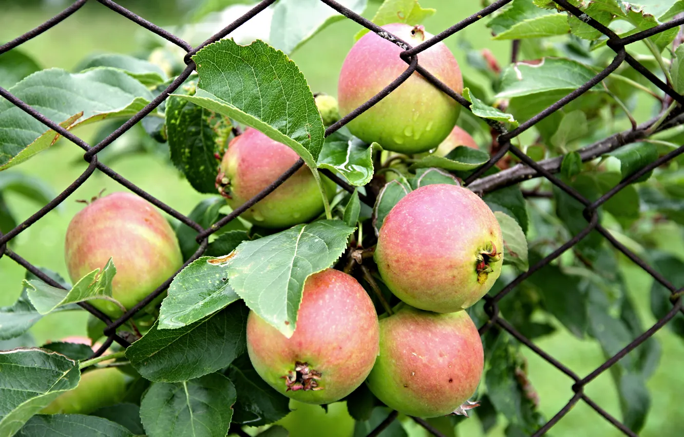 Фото обои яблоки, урожай, изгородь