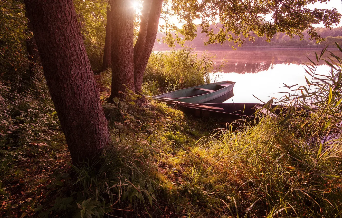 Фото обои трава, деревья, пейзаж, природа, озеро, стволы, лодки, утро
