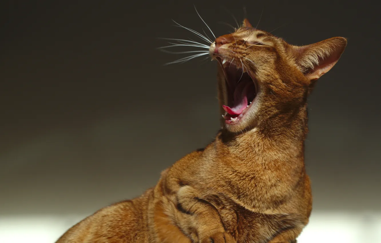 Фото обои язык, кошка, усы, фон, клыки, рыжая, зевает