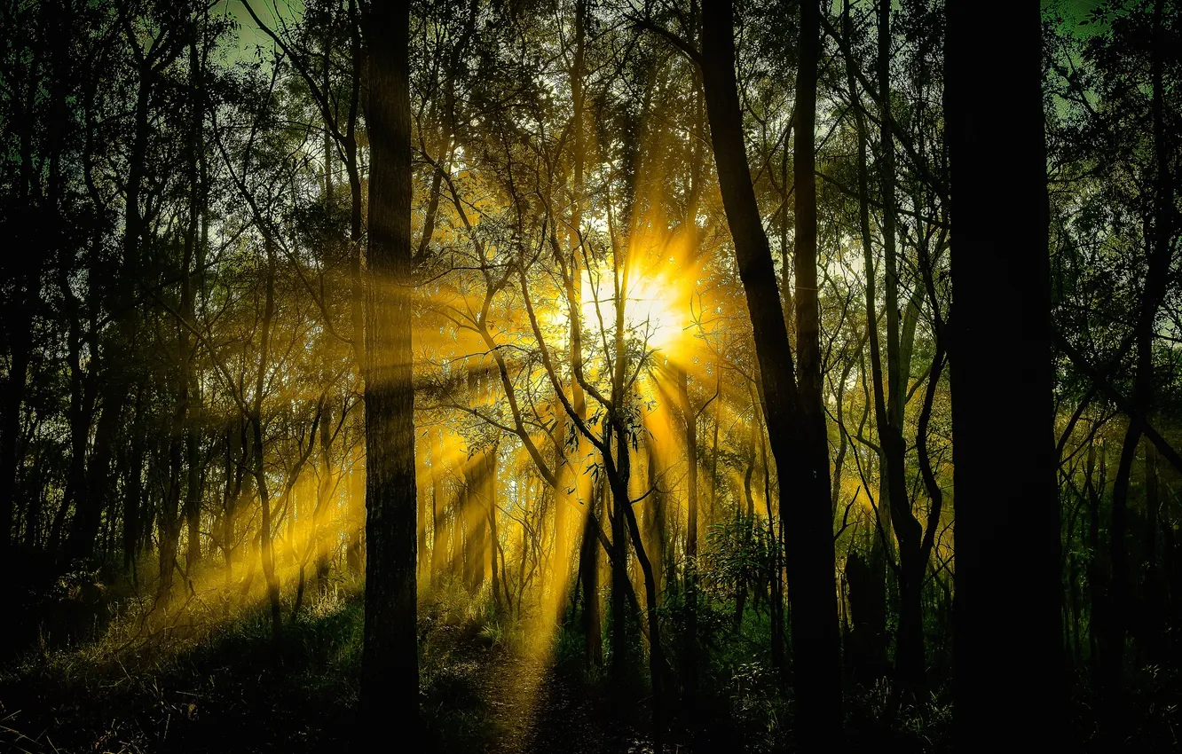 Фото обои лес, солнце, лучи, деревья, заросли, всет