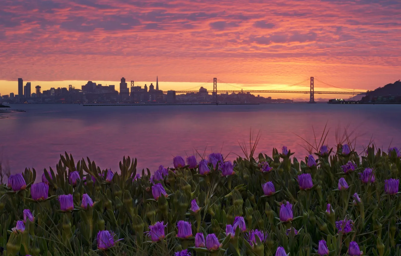 Фото обои цветы, ночь, город, San Francisco