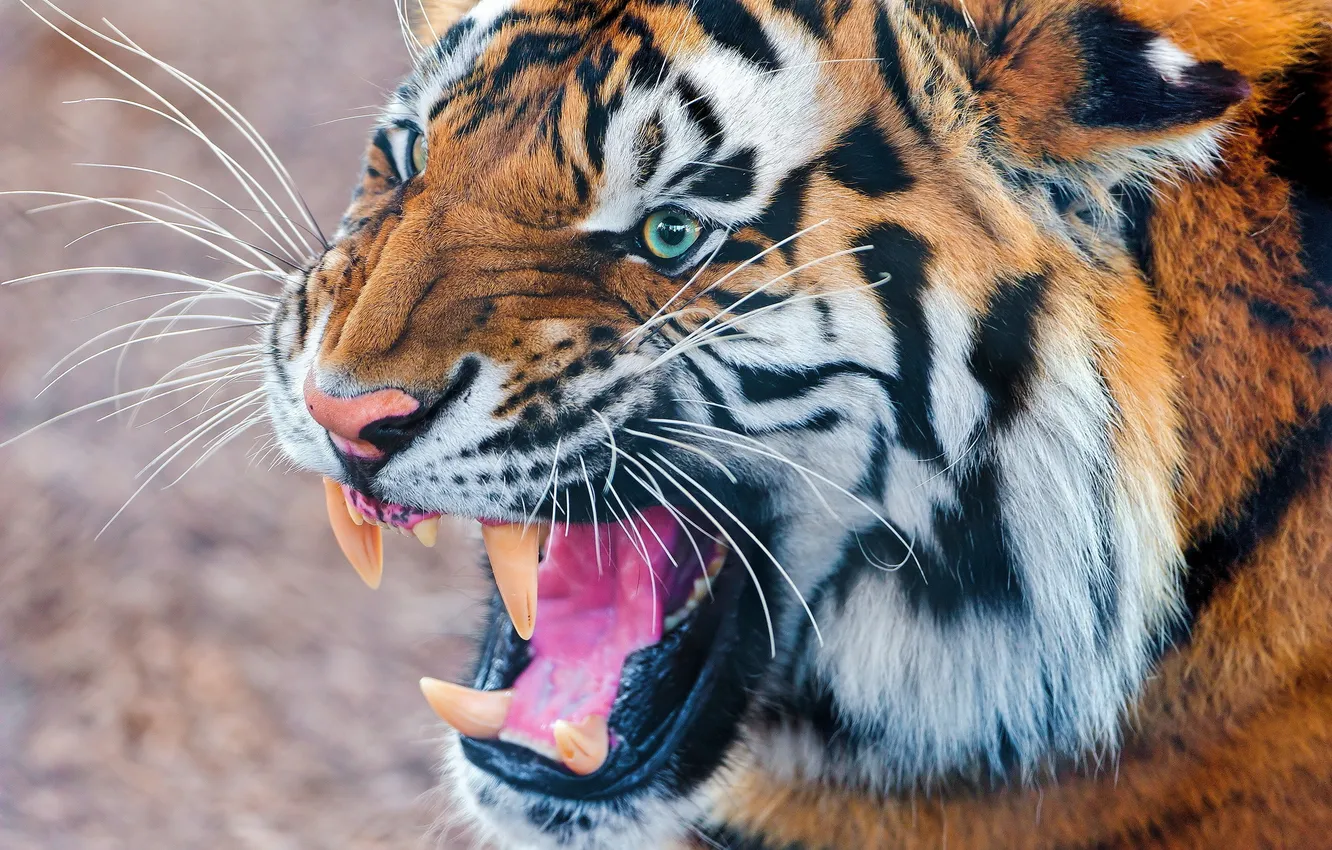 Фото обои морда, тигр, оскал, угроза, полосатый хищник