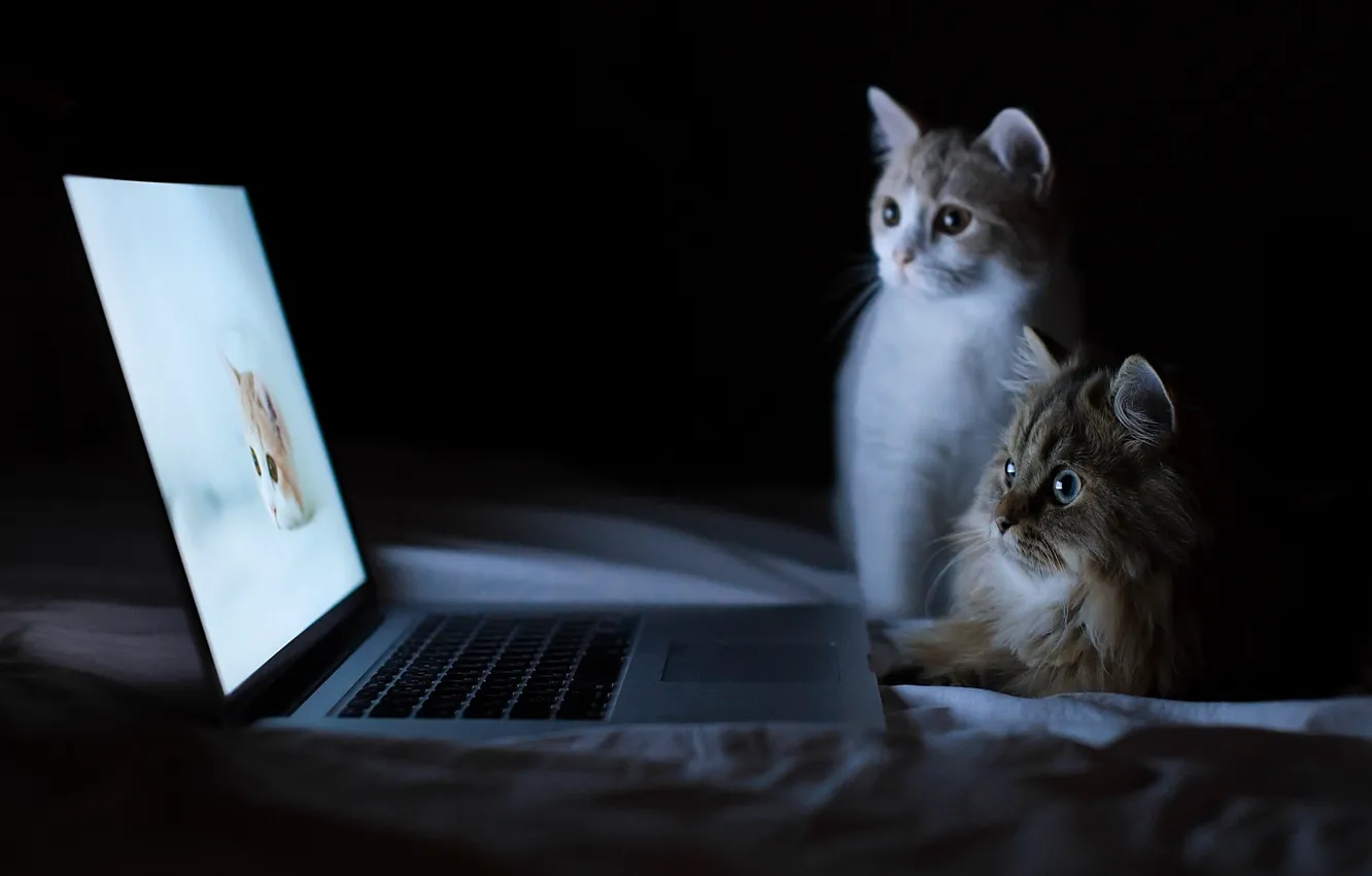 Фото обои котята, ноутбук, Daisy, Hannah, © Benjamin Torode