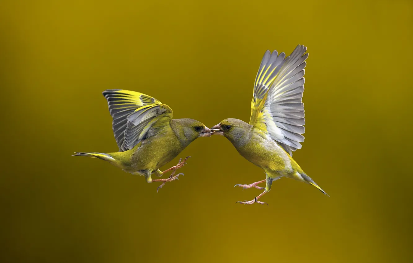 Фото обои птицы, фон, полёт, Flying Kiss