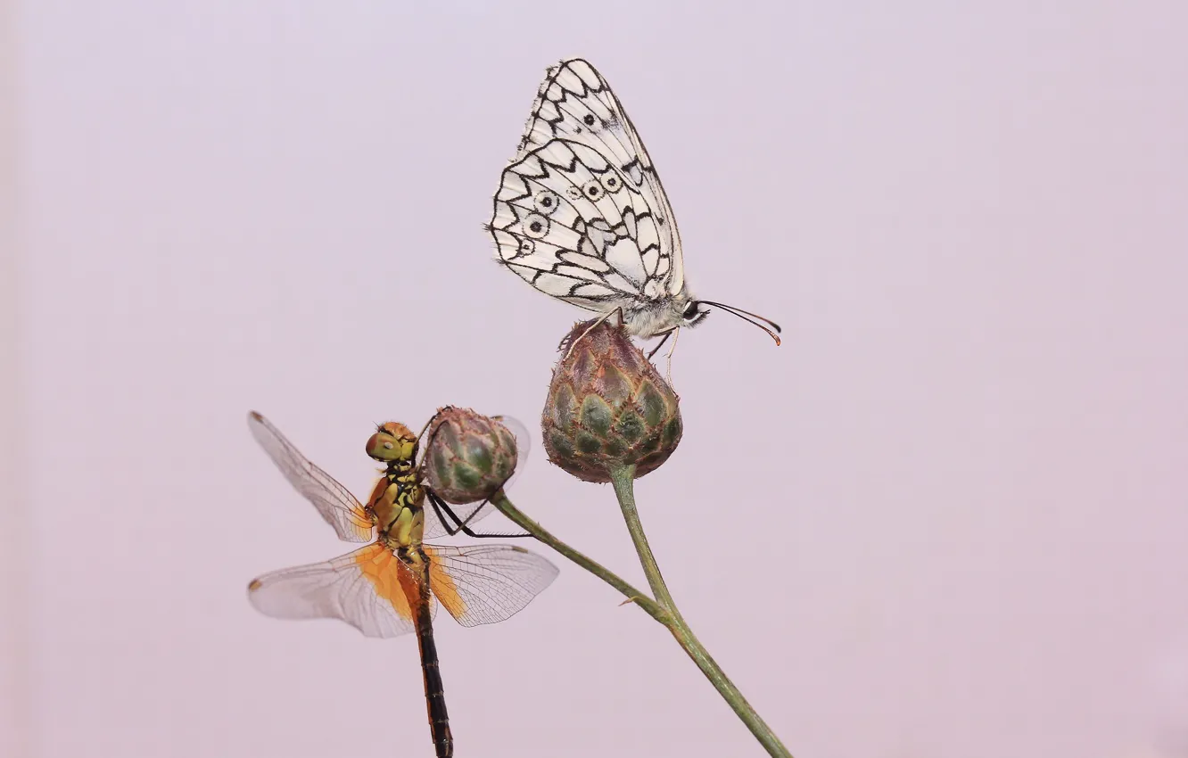 Фото обои фон, бабочка, стрекоза, стебель