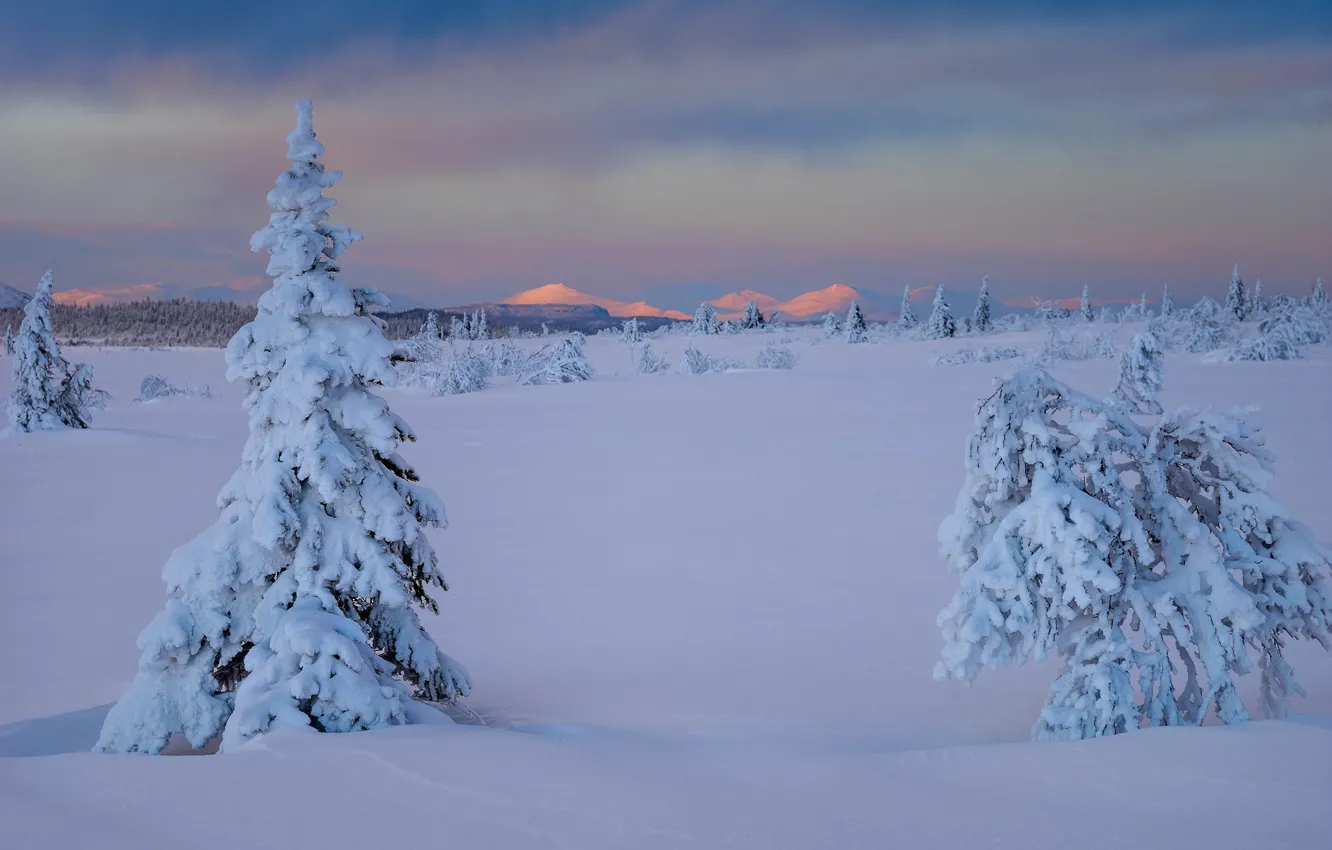 Фото обои зима, снег, деревья, сугробы, Швеция, кусты, Sweden, Lapland
