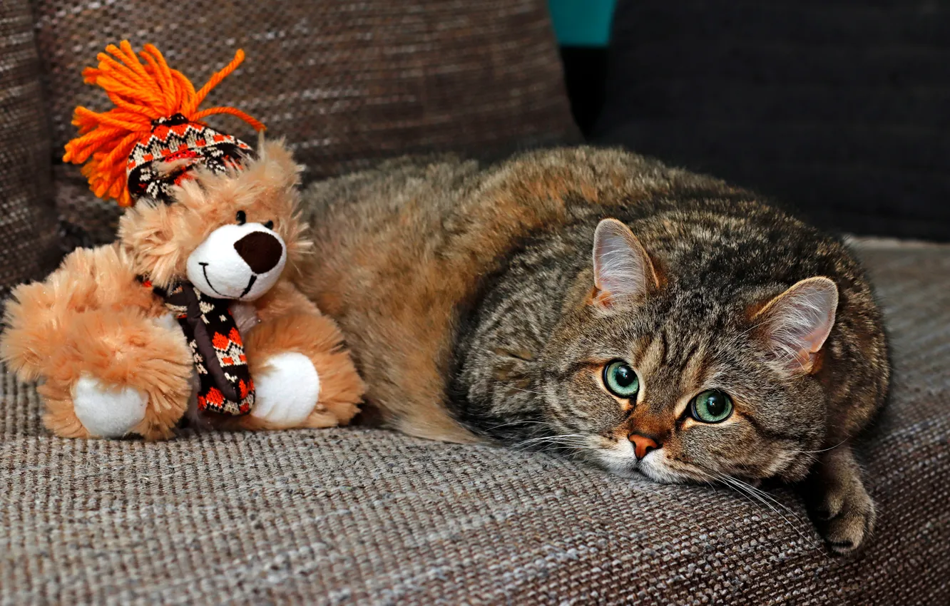 Фото обои кошка, кот, взгляд, морда, поза, серый, фон, диван