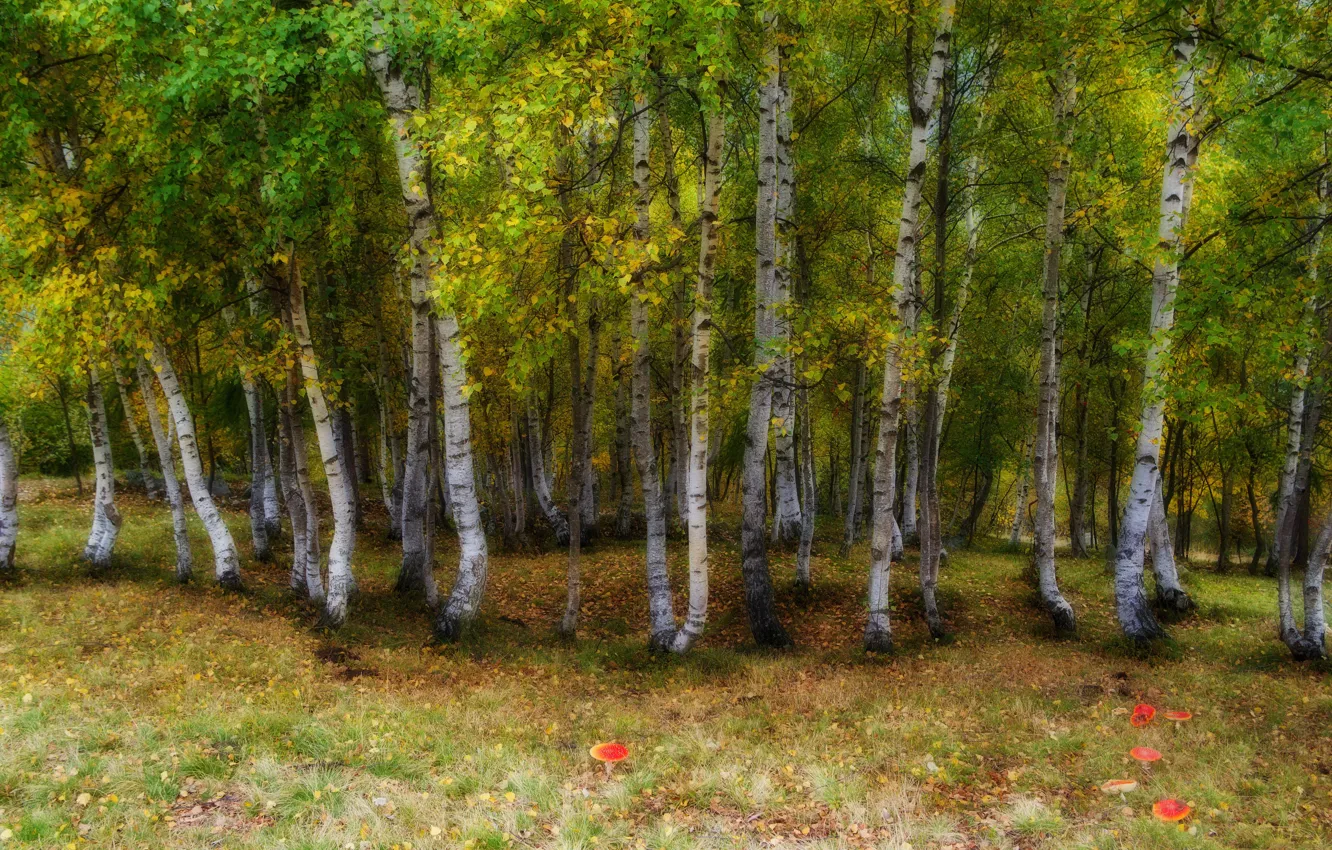 Фото обои осень, лес, деревья, ветви, поляна, листва, грибы, мухоморы