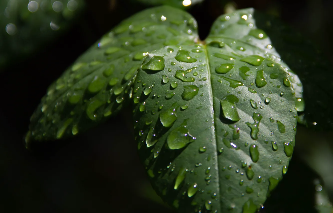 Фото обои Макро, Капли, Macro, Drops, Зелёные листья, Green leaves