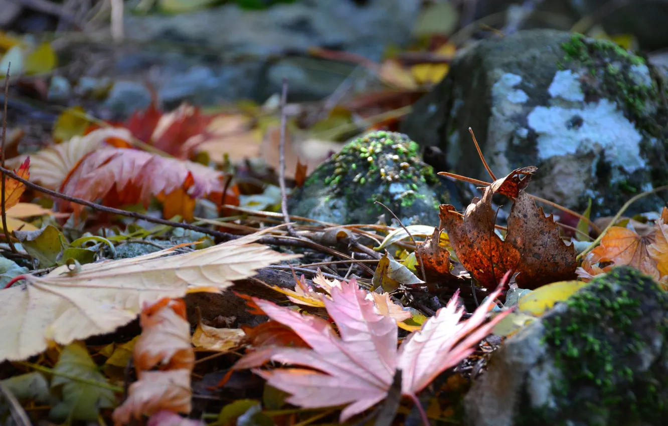 Фото обои осень, лес, листья, камни