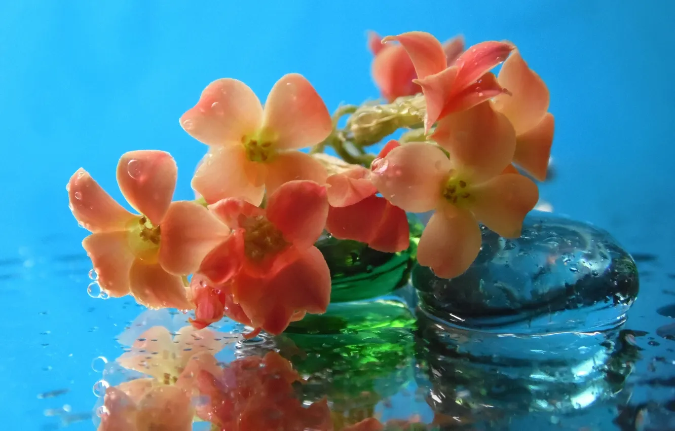 Фото обои цветок, вода, капли, лепестки