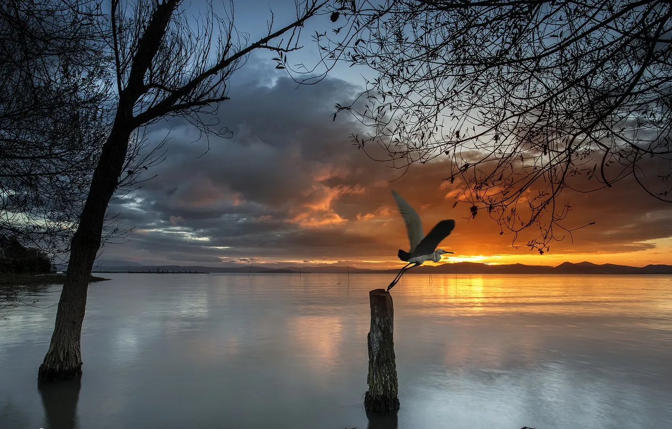 Фото обои закат, природа, озеро, птица