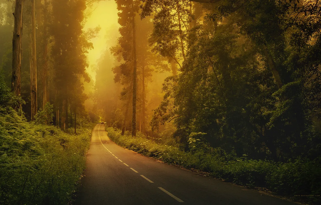 Фото обои дорога, машина, лес, трава, деревья, туман, разметка