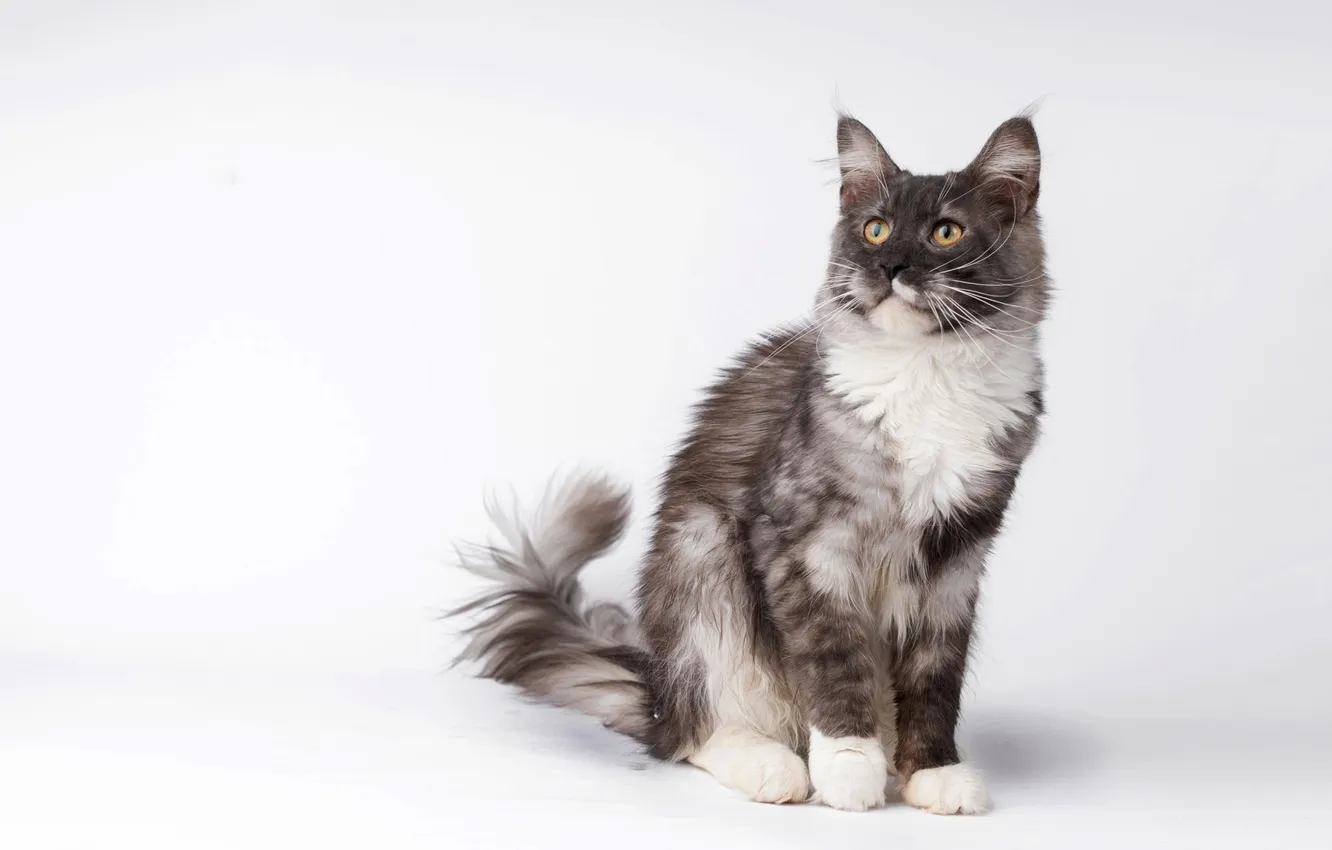 Фото обои кошка, кот, взгляд, поза, котенок, милый, мордашка, светлый фон