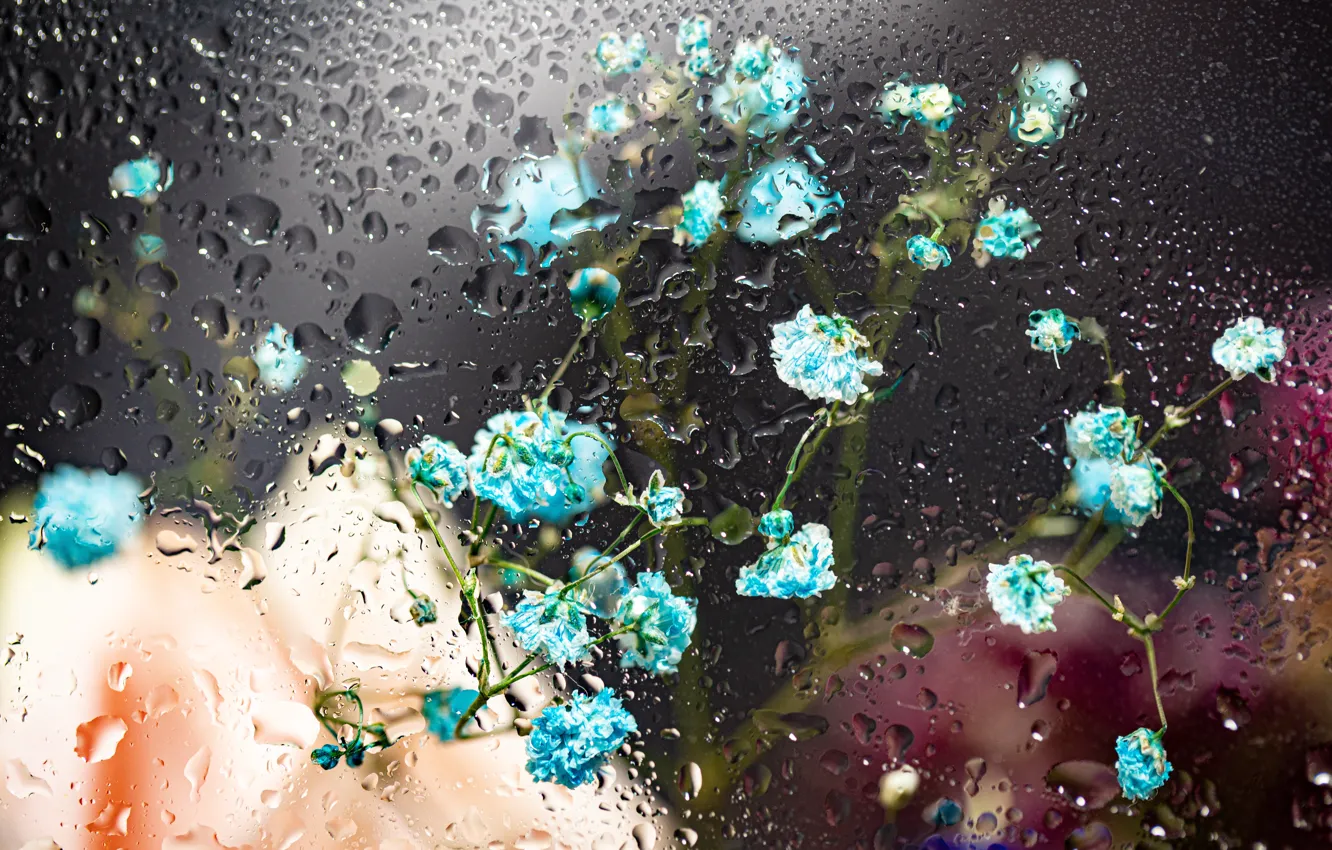 Фото обои стекло, цветы, дождь, glass, rain, flowers, капли воды, water drops