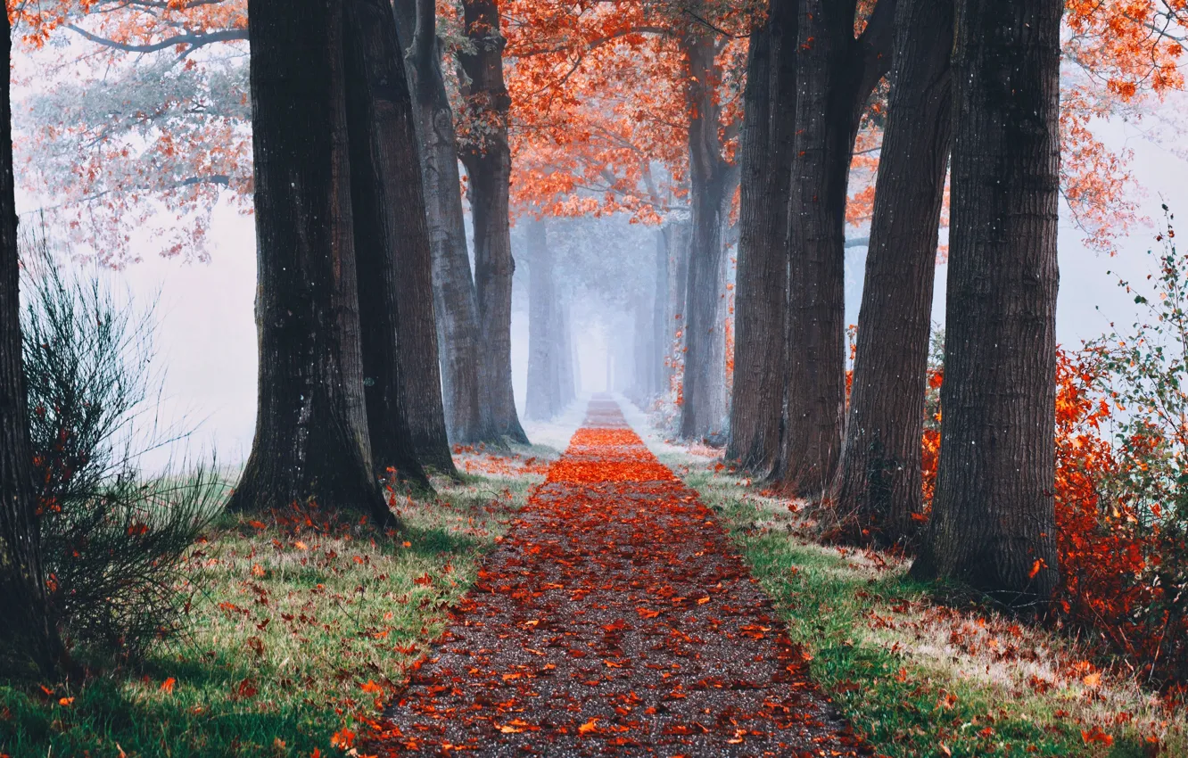 Фото обои осень, листья, деревья, туман, аллея