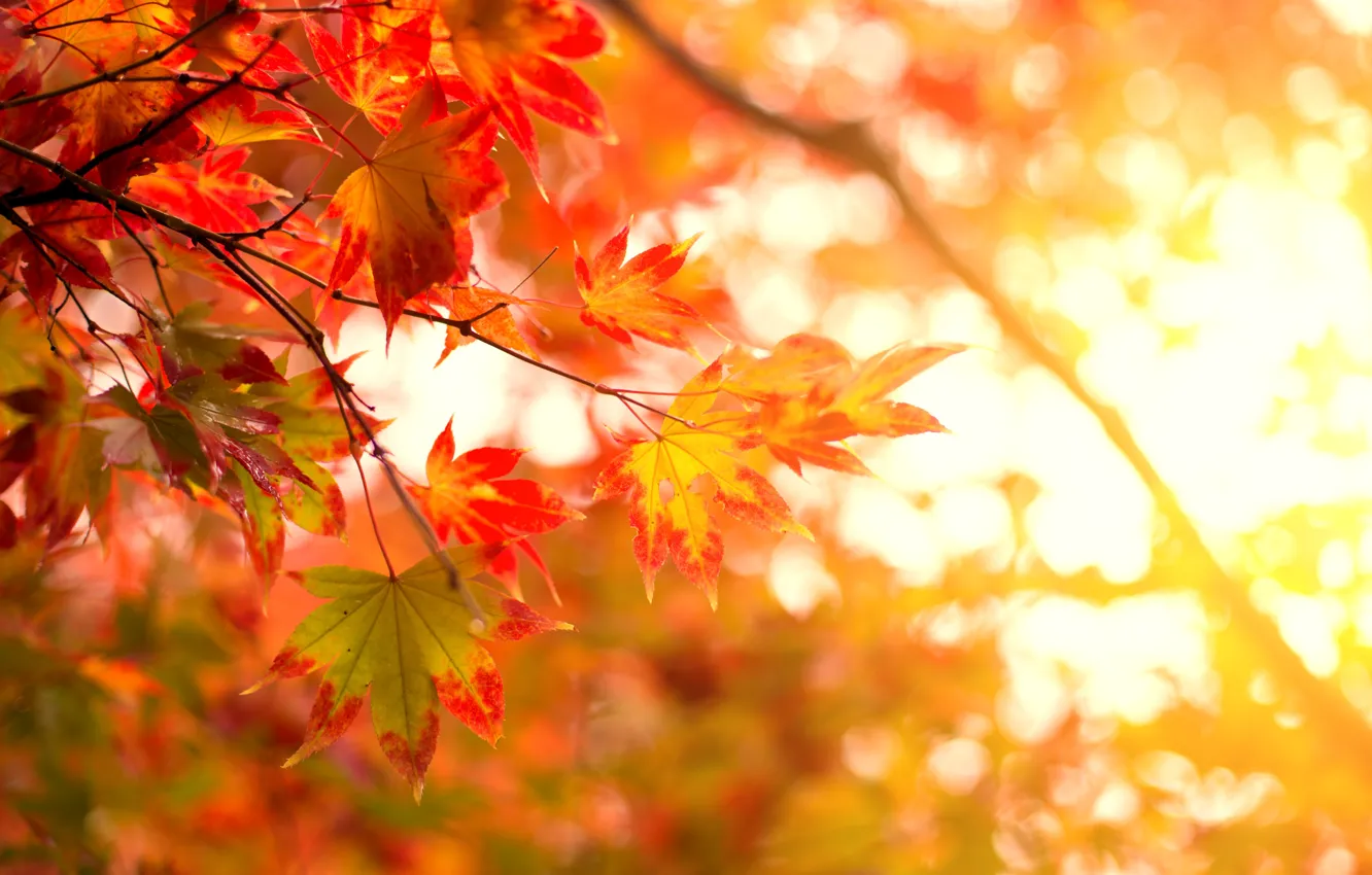 Фото обои осень, листья, colorful, клен, autumn, leaves, осенние, maple