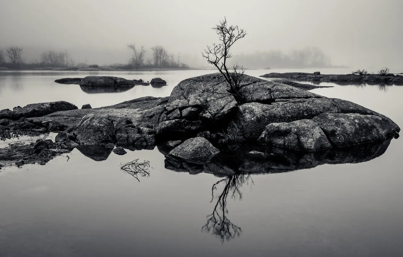 Фото обои rock, water, lake, tree, fog, reflection