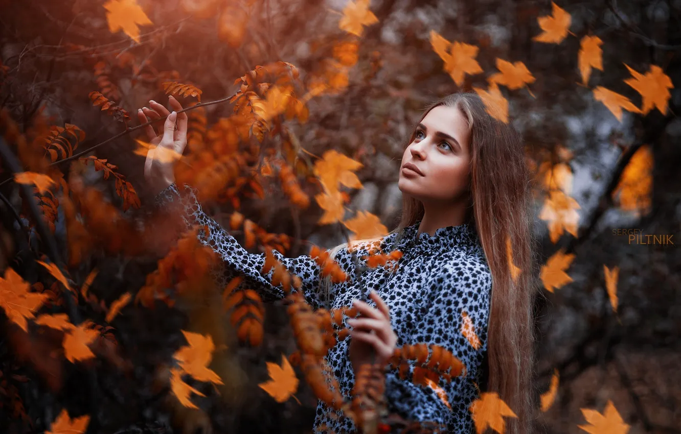 Фото обои осень, взгляд, листья, девушка, поза, ветка, платье, Sergey Piltnik