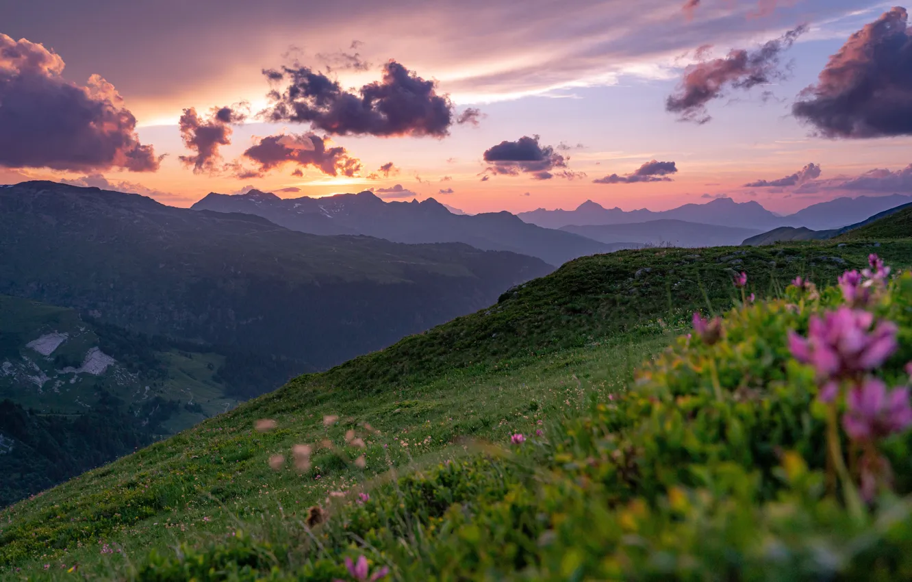 Фото обои grass, twilight, sky, landscape, nature, Sunset, flowers, mountains