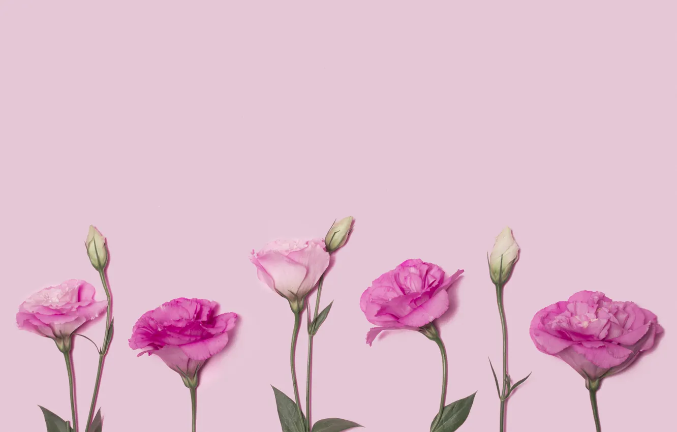Фото обои цветы, розовые, розовый фон, pink, flowers, эустома, eustoma