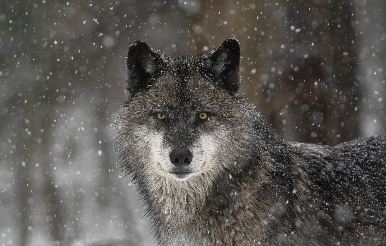 Фото обои взгляд, морда, снег, волк, хищник, санитар леса