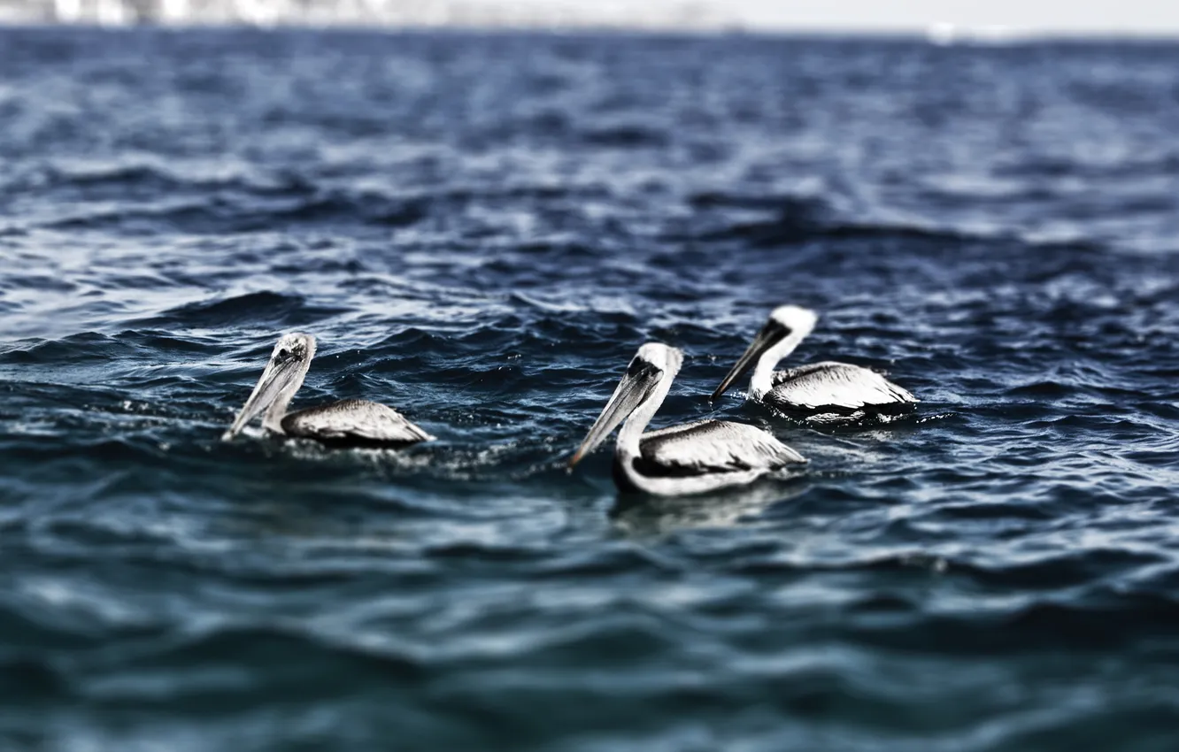 Фото обои mexico, Pelicans, Cabo San Lucas