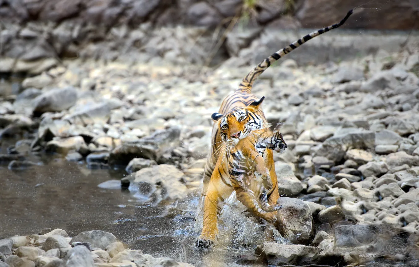 Фото обои вода, природа, тигры