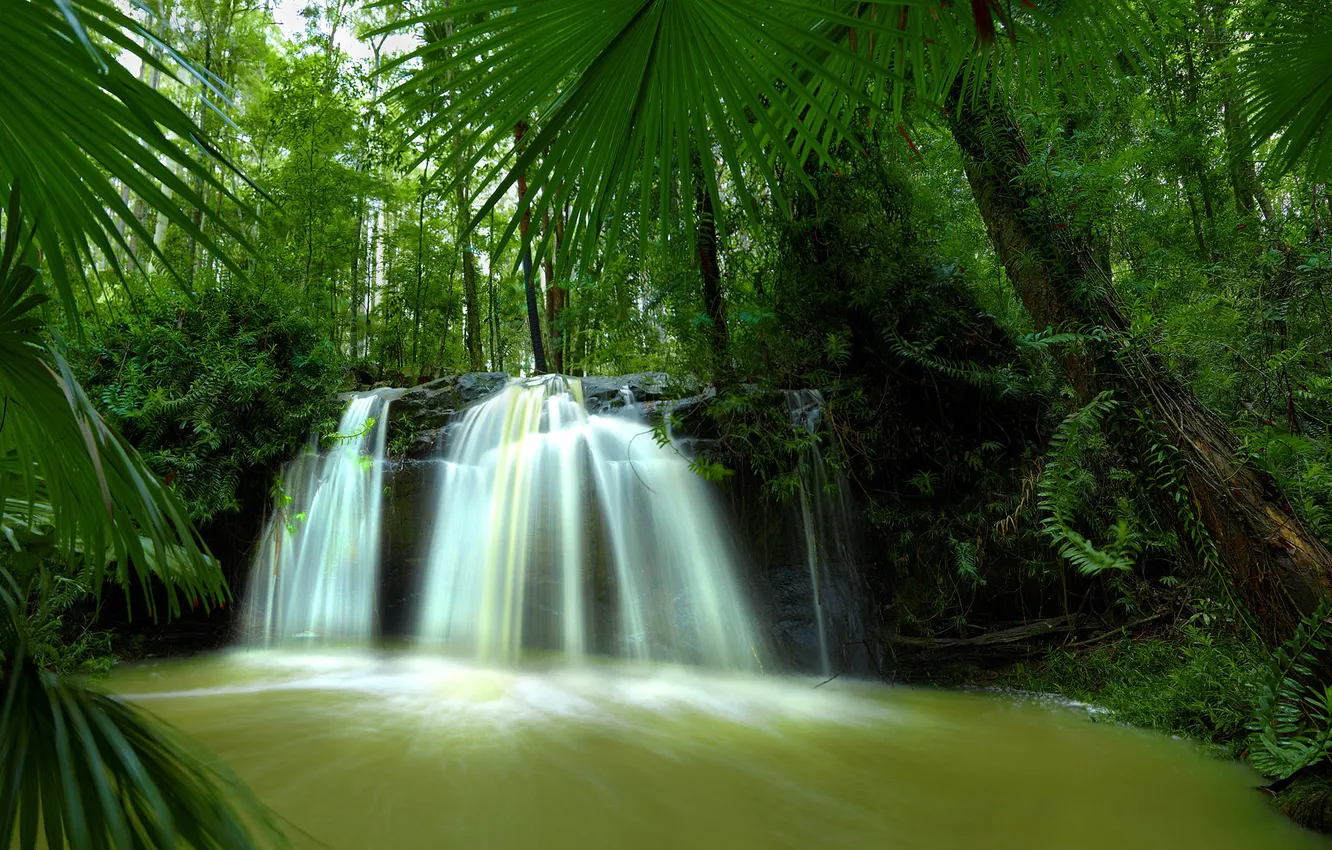 Фото обои лес, река, водопад, джунгли