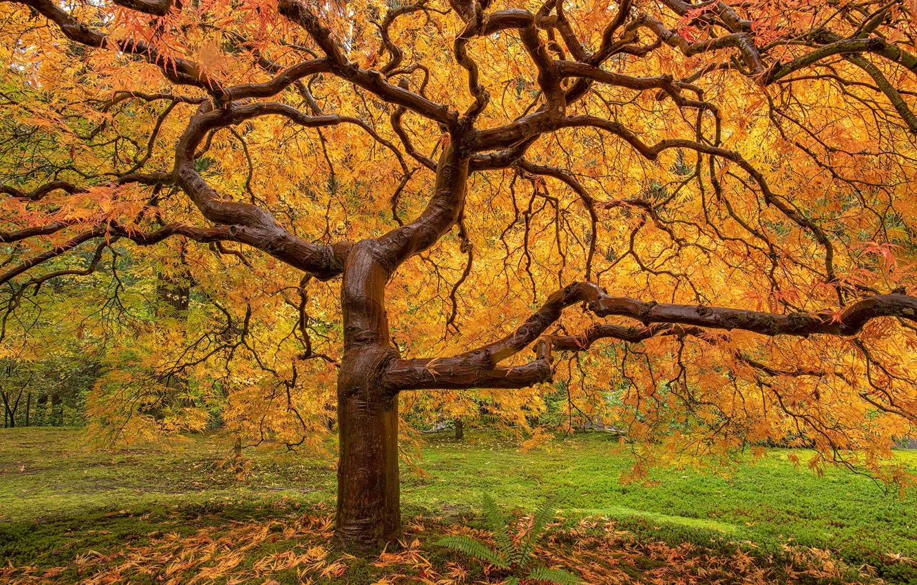 Фото обои осень, дерево, жёлтые листья, © JAY HUANG