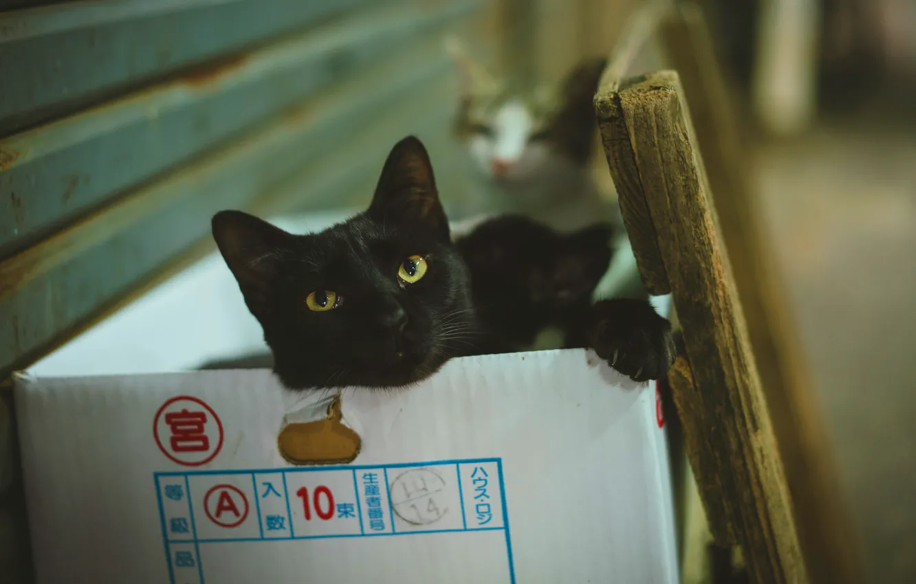 Фото обои кошка, кот, взгляд, морда, кошки, поза, стена, коробка