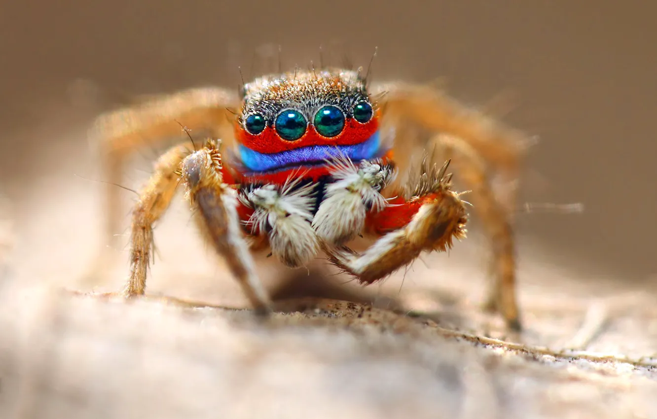 Фото обои глаза, макро, паук, насекомое