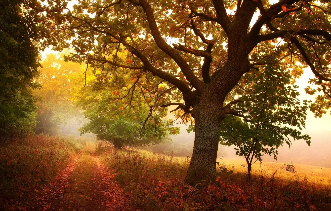 Фото обои дорога, осень, лес, листья, природа, дерево, желтые, дорожка