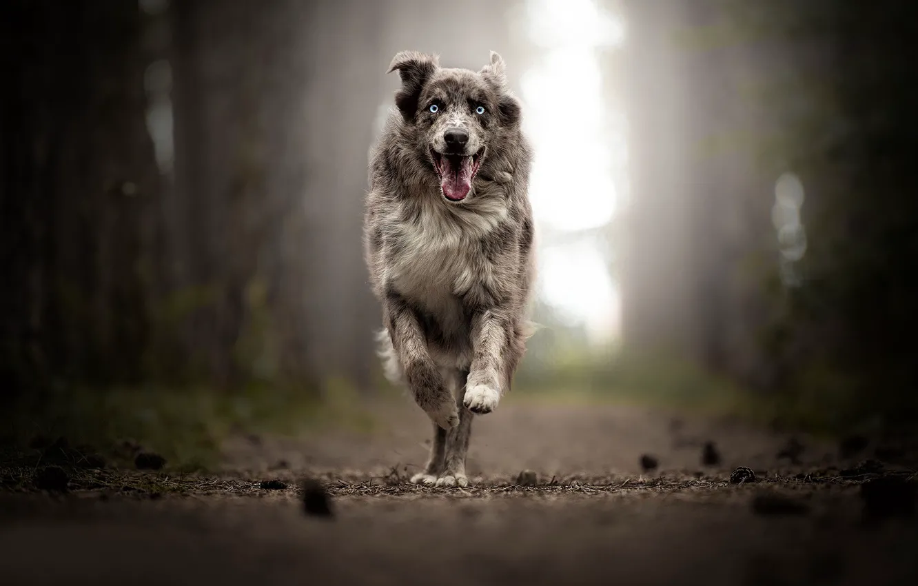 Фото обои радость, собака, бег, прогулка, боке, Австралийская овчарка, Аусси