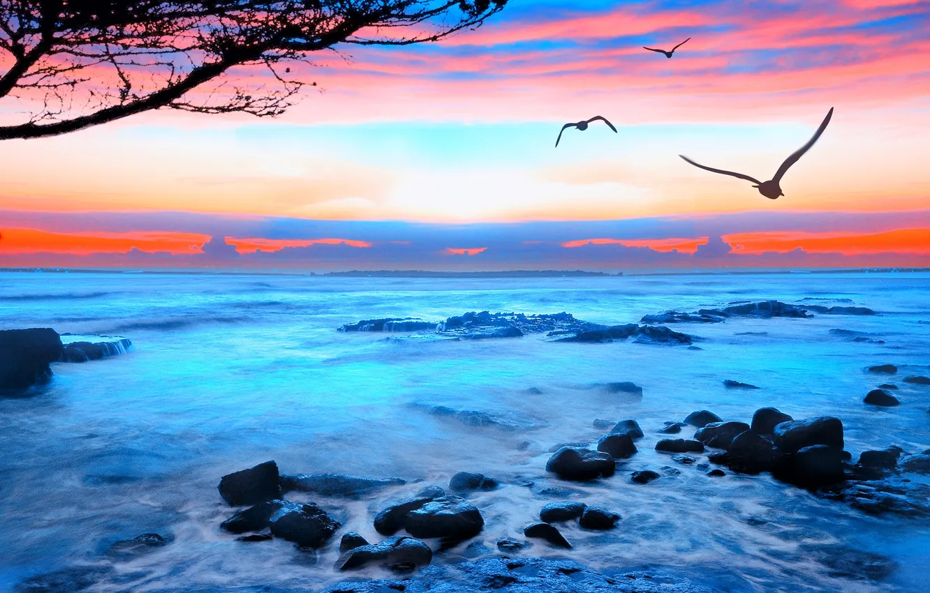 Фото обои море, волны, небо, пена, закат, птицы, камни, чайки