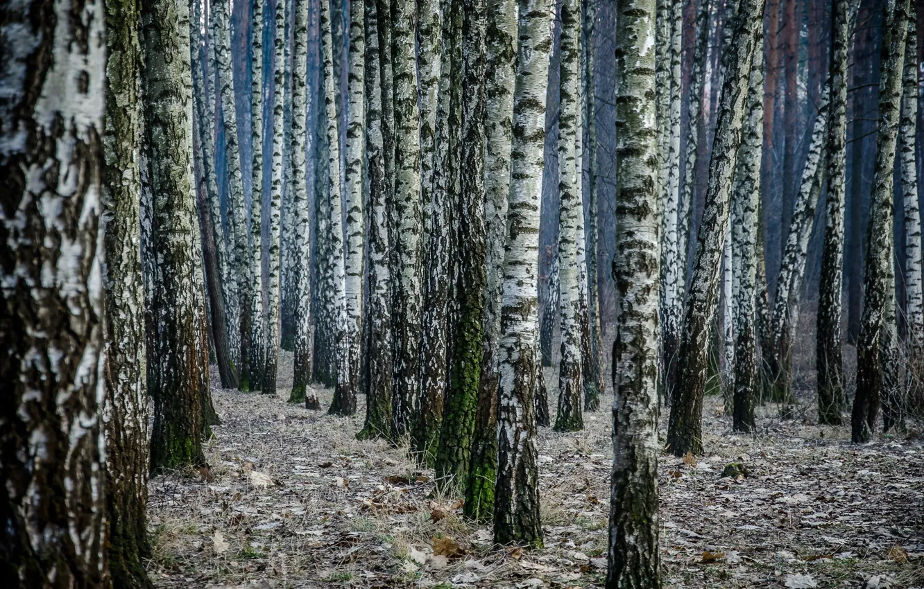 Фото обои лес, природа, берёзы