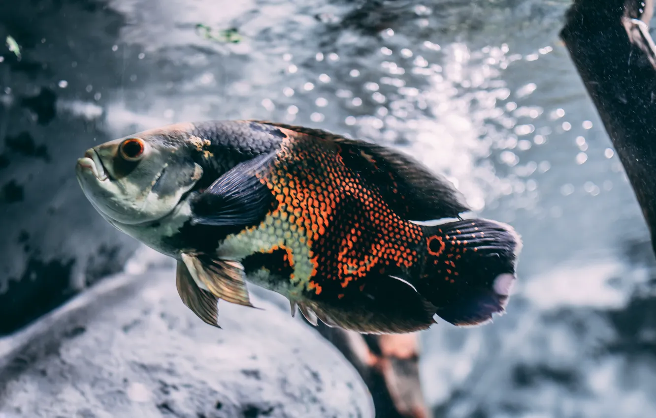 Фото обои animal, Brown, Silver, and Black Oscar Fish