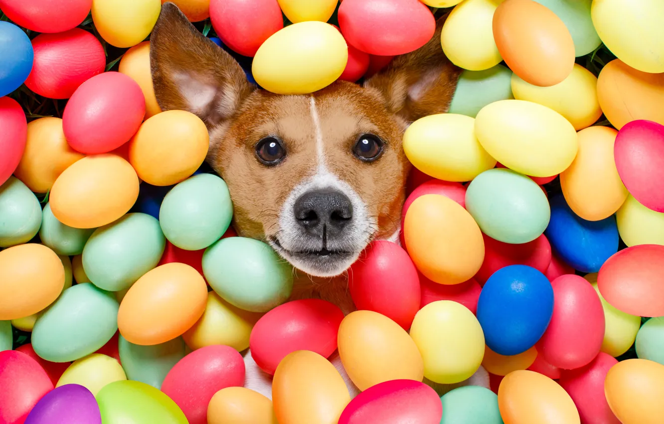 Фото обои собака, colorful, Пасха, happy, dog, Easter, eggs, holiday