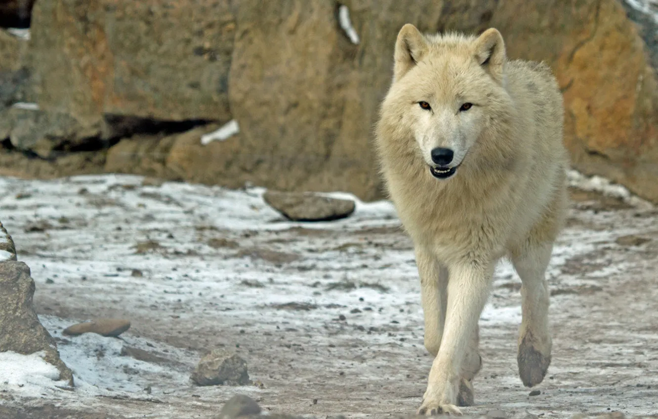 Фото обои nature, Gray Wolf, face, animal, wolf, canis lupus, wildlife, head